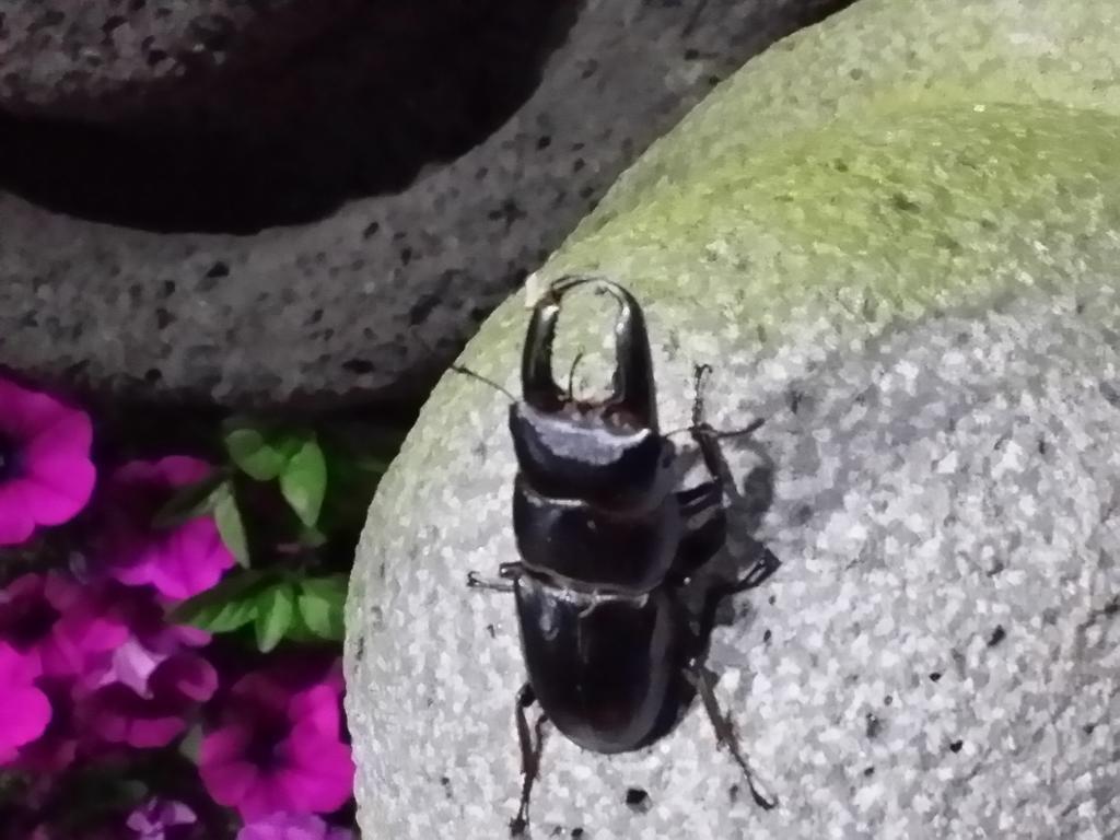 거문오름 호스텔 제주 외부 사진